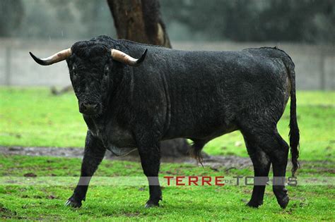 Terre de toros .